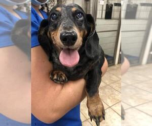 Dachshund Dogs for adoption in Jacksonville, FL, USA