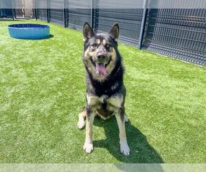 Gerberian Shepsky Dogs for adoption in Orange, CA, USA