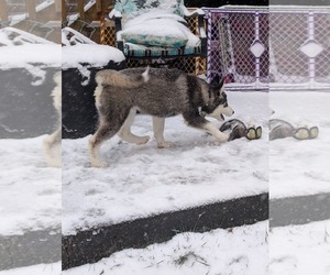 Siberian Husky-Unknown Mix Dogs for adoption in Holly Springs, NC, USA