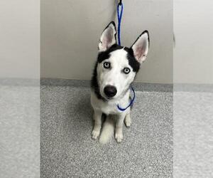 Siberian Husky-Unknown Mix Dogs for adoption in Pasadena, TX, USA