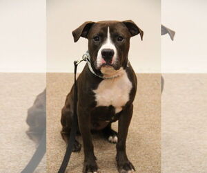 Bullypit Dogs for adoption in Mt. Gilead, OH, USA