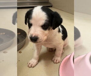 Australian Shepherd-Siberian Husky Mix Dogs for adoption in South Lake Tahoe, CA, USA