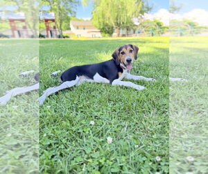 Treeing Walker Coonhound-Unknown Mix Dogs for adoption in Holly Springs, NC, USA