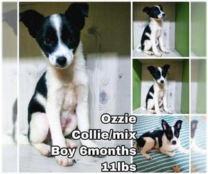 Medium Photo #1 Collie-Unknown Mix Puppy For Sale in Seattle, WA, USA