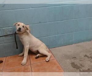 German Shepherd Dog-Unknown Mix Dogs for adoption in Downey, CA, USA