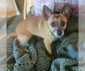 Chihuahua-Unknown Mix Dogs for adoption in Rootstown, OH, USA