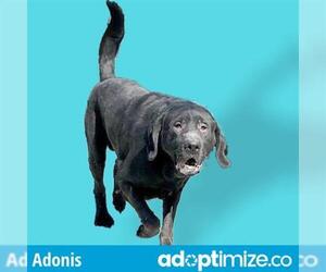 Mastador Dogs for adoption in Anchorage, AK, USA