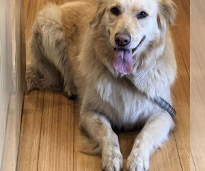 Golden Retriever Dogs for adoption in Los Angeles, CA, USA