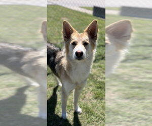 Mutt Dogs for adoption in Oak Bluffs, MA, USA