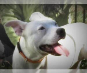 American Pit Bull Terrier-Unknown Mix Dogs for adoption in Asheville, NC, USA