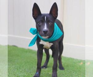 Mutt Dogs for adoption in San Antonio, TX, USA