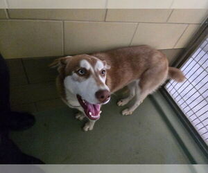 Siberian Husky Dogs for adoption in Riverside, CA, USA