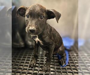 American Staffordshire Terrier-Unknown Mix Dogs for adoption in San Antonio, TX, USA