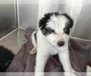 Australian Shepherd Dogs for adoption in Norco, CA, USA