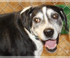 Borador Dogs for adoption in Savannah, MO, USA
