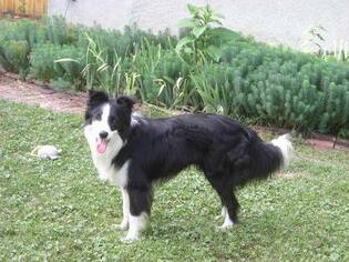 Border Collie Dogs for adoption in Belleuve, NE, USA