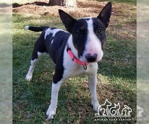 Bull Terrier Dogs for adoption in Irvine, CA, USA