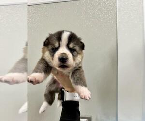 Siberian Husky-Unknown Mix Dogs for adoption in Tracy, CA, USA