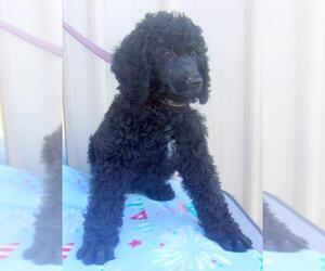 Poodle (Standard) Dogs for adoption in Mountain View, MO, USA