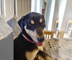 Doberman Pinscher-Unknown Mix Dogs for adoption in Arlington, TX, USA