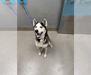 Siberian Husky-Unknown Mix Dogs for adoption in Las Vegas, NV, USA