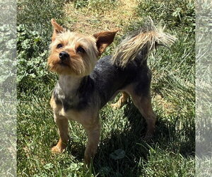 Mutt Dogs for adoption in Hesperia, CA, USA