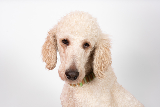 Poodle (Standard) Dogs for adoption in St. Louis Park, MN, USA