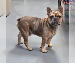French Bulldog Dogs for adoption in Modesto, CA, USA