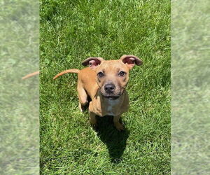 American Pit Bull Terrier-Unknown Mix Dogs for adoption in Lee's Summit, MO, USA