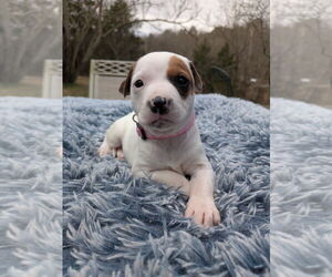 Mutt Dogs for adoption in Vail, AZ, USA