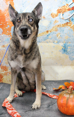 Medium Photo #1 German Shepherd Dog-Unknown Mix Puppy For Sale in Denver, CO, USA