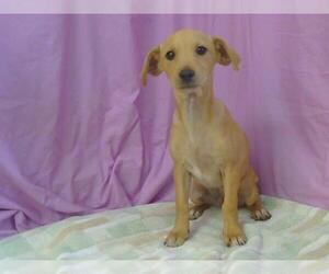 Chihuahua Dogs for adoption in Sacramento, CA, USA