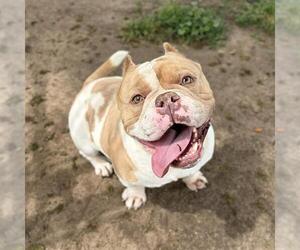 Mutt Dogs for adoption in Modesto, CA, USA