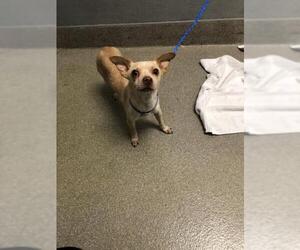Chihuahua-Unknown Mix Dogs for adoption in Las Vegas, NV, USA