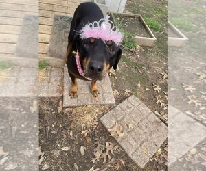 Rottweiler Dogs for adoption in Lakeway, TX, USA