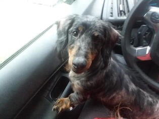 Dachshund Dogs for adoption in Scotts Hill, TN, USA