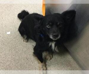 Mutt Dogs for adoption in Riverside, CA, USA