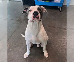 American Staffordshire Terrier-Unknown Mix Dogs for adoption in Tavares, FL, USA