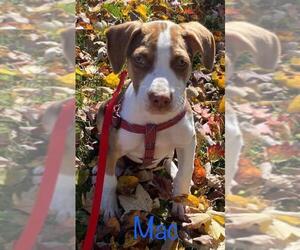 Mutt Dogs for adoption in Wenonah, NJ, USA