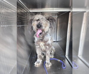 Poodle (Standard)-Unknown Mix Dogs for adoption in Oklahoma City, OK, USA