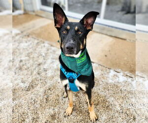 German Shepherd Dog-Unknown Mix Dogs for adoption in New London, WI, USA