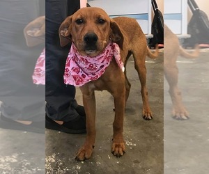 Redbone Coonhound Dogs for adoption in Southampton, NY, USA