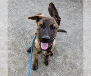 Labrador Retriever-Unknown Mix Dogs for adoption in San Diego, CA, USA