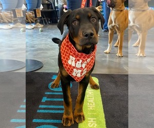 Rottweiler-Unknown Mix Dogs for adoption in Minneapolis, MN, USA
