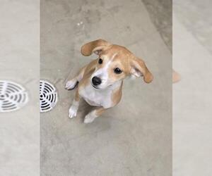 Labbe Dogs for adoption in Center Township, PA, USA