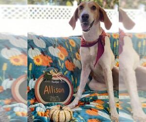 Treeing Walker Coonhound Dogs for adoption in Sanderson, FL, USA