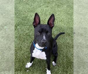 American Pit Bull Terrier Dogs for adoption in Pearland, TX, USA