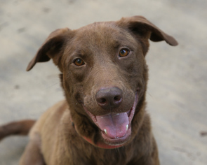 Chesapeake Bay Retriever Dogs for adoption in Nesbit, MS, USA