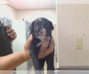 Labrador Retriever Dogs for adoption in Sacramento, CA, USA