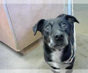 Dachshund Dogs for adoption in Sacramento, CA, USA